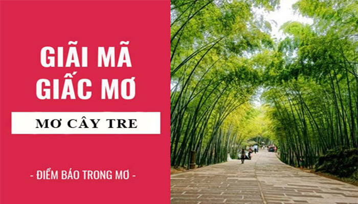 Mơ thấy cây tre có ý nghĩa gì?