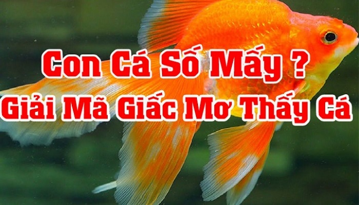 Nằm mơ thấy cá đánh con gì giúp bạn ăn tiền? 