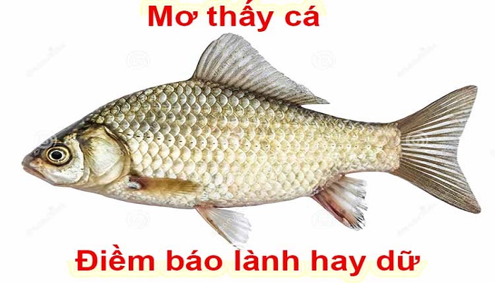 Mơ thấy cá có phải dấu hiệu của sự may mắn sắp đến với bạn