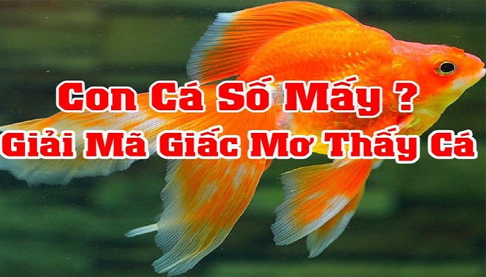 Nằm mơ thấy cá đánh con gì dễ trúng nhất? 