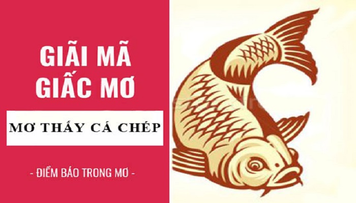 Mơ thấy cá chép có phải dự báo may mắn sắp tới? 