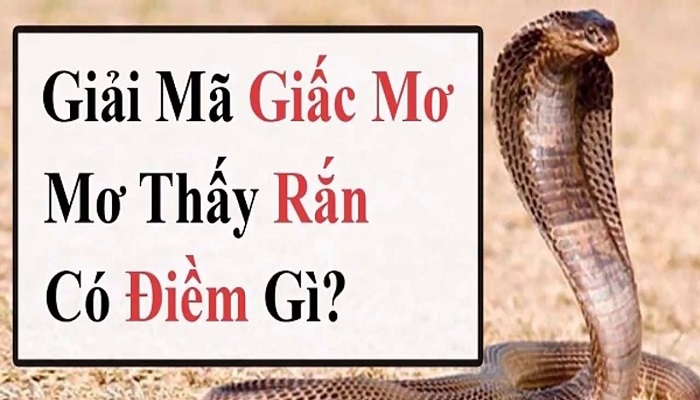 Mơ thấy rắn báo hiệu điều gì trong tương lai? 